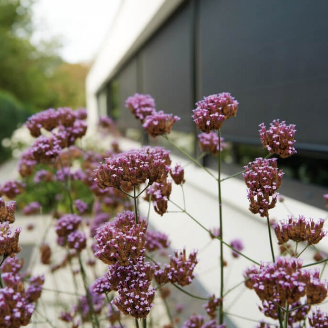 Slimme Raamdecoratie